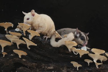 Çürüyen bir ağaç gövdesinde mantarla kaplı termitleri avlayan bir çift yetişkin şeker planörü. Bu memelinin bilimsel adı Petaurus breviceps.