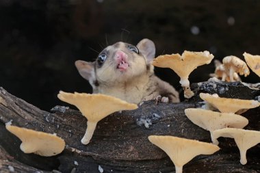 Çürüyen bir ağaç gövdesinde mantarla kaplı termitleri avlayan yetişkin bir şeker planörü. Bu memelinin bilimsel adı Petaurus breviceps.