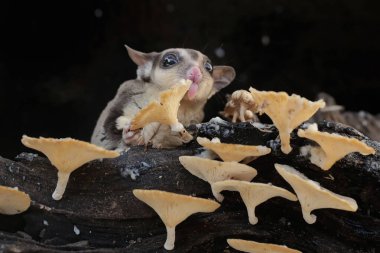 Çürüyen bir ağaç gövdesinde mantarla kaplı termitleri avlayan yetişkin bir şeker planörü. Bu memelinin bilimsel adı Petaurus breviceps.