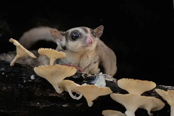 stock image An adult sugar glider hunting termites on a rotting tree trunk covered in fungus. This mammal has the scientific name Petaurus breviceps.