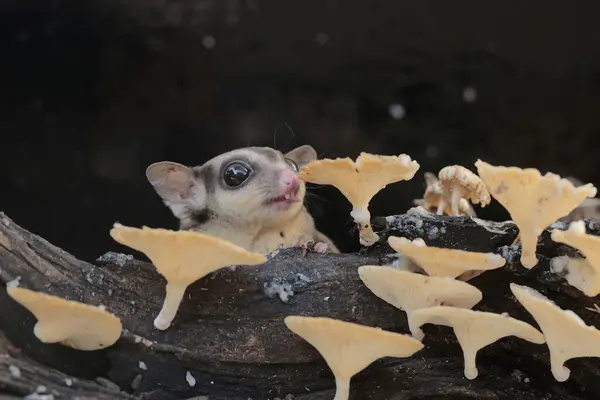 stock image An adult sugar glider hunting termites on a rotting tree trunk covered in fungus. This mammal has the scientific name Petaurus breviceps.