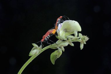 A pair of red cotton bugs mating on a wildflower. The insect has the scientific name Dysdercus cingulatus. clipart