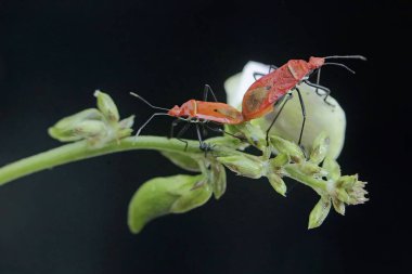 A pair of red cotton bugs mating on a wildflower. The insect has the scientific name Dysdercus cingulatus. clipart