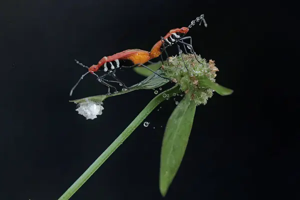 stock image A pair of red cotton bugs mating on a wildflower. The insect has the scientific name Dysdercus cingulatus.