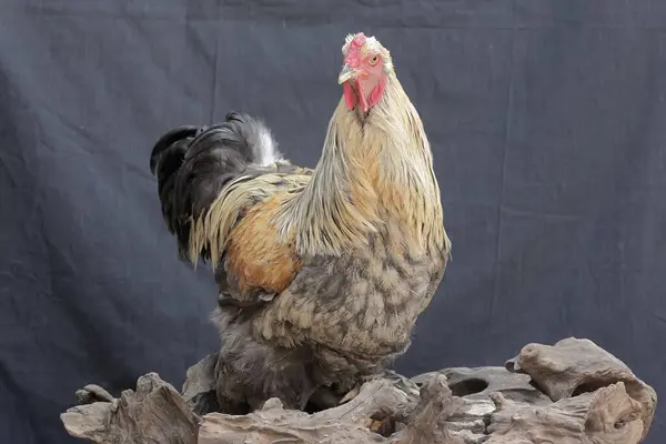 Stock image An adult male Brahma chicken hunting termites on a rotten tree trunk. This large and heavy body chicken has the scientific name Gallus gallus domesticus.