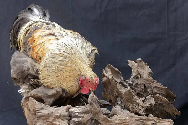 Stock image An adult male Brahma chicken hunting termites on a rotten tree trunk. This large and heavy body chicken has the scientific name Gallus gallus domesticus.