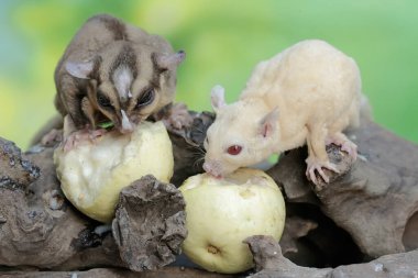 Yetişkin bir çift planör çürük bir ağaç gövdesine düşen olgun guava meyvesini yiyor. Bu memelinin bilimsel adı Petaurus breviceps.