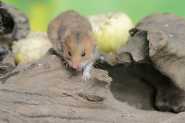 Çürümüş bir ağaç gövdesine düşen olgun guava meyvesini yiyen bir Campbell cüce hamster. Bu kemirgenin bilimsel adı Phodopus kampbelli..