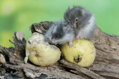 İki Campbell cüce hamsterı çürük bir ağaç gövdesine düşen olgun guava meyvesini yiyorlar. Bu kemirgenin bilimsel adı Phodopus kampbelli..