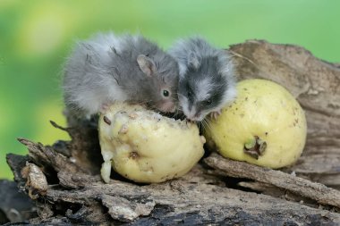 İki Campbell cüce hamsterı çürük bir ağaç gövdesine düşen olgun guava meyvesini yiyorlar. Bu kemirgenin bilimsel adı Phodopus kampbelli..