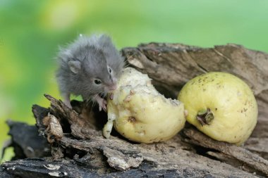 Çürümüş bir ağaç gövdesine düşen olgun guava meyvesini yiyen bir Campbell cüce hamster. Bu kemirgenin bilimsel adı Phodopus kampbelli..