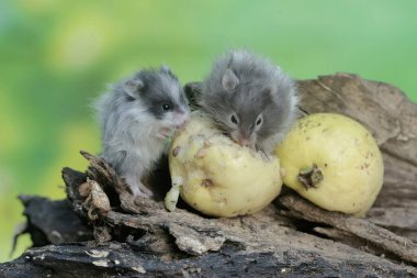 İki Campbell cüce hamsterı çürük bir ağaç gövdesine düşen olgun guava meyvesini yiyorlar. Bu kemirgenin bilimsel adı Phodopus kampbelli..