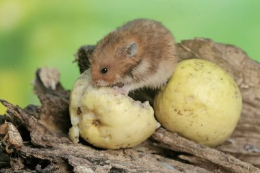 Çürümüş bir ağaç gövdesine düşen olgun guava meyvesini yiyen bir Campbell cüce hamster. Bu kemirgenin bilimsel adı Phodopus kampbelli..