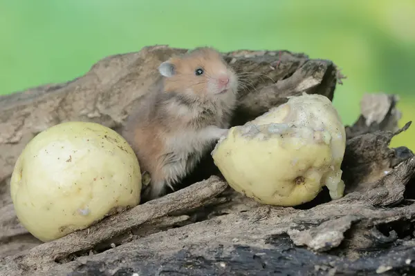 stock image A Campbell dwarf hamster eating a ripe guava fruit that fell onto a rotten tree trunk. This rodent has the scientific name Phodopus campbelli.