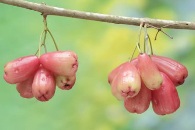 Ağaçta olgunlaşmış ve hasat edilmeye hazır su elmaları koleksiyonu. Çok su içeren bu meyvenin bilimsel adı Syzygium aqueum..