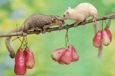 Bir çift yetişkin planör ağaçta olgun su elmaları yiyor. Bu memelinin bilimsel adı Petaurus breviceps.