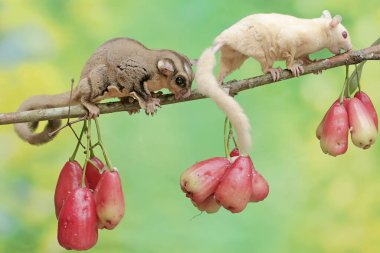 Bir çift yetişkin planör ağaçta olgun su elmaları yiyor. Bu memelinin bilimsel adı Petaurus breviceps.