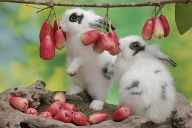 Bir çift tavşan ağaçta olgunlaşan su elmalarını yiyorlar. Bu kemirgenin bilimsel adı Lepus nigricollis..