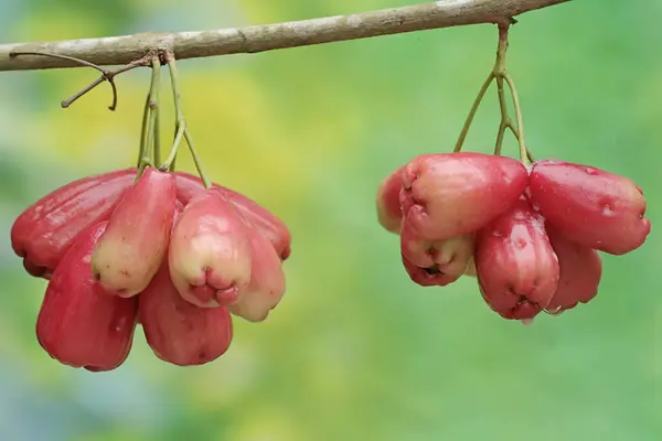 stock image A collection of water apples ripe on the tree and ready to be harvested. This fruit, which contains a lot of water, has the scientific name Syzygium aqueum.