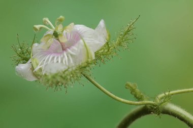 Kokuşmuş tutku çiçeğinin güzelliği tam çiçeklendiğinde. Bu bitkinin bilimsel adı Passiflora foetida.