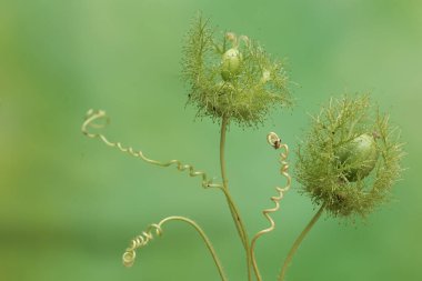 Kokmuş çarkıfelek meyvesinin güzelliği. Bu bitkinin bilimsel adı Passiflora foetida.