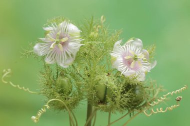 Kokuşmuş tutku çiçeğinin güzelliği tam çiçeklendiğinde. Bu bitkinin bilimsel adı Passiflora foetida.