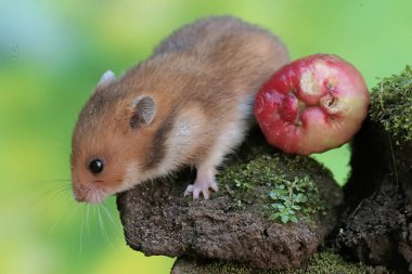 Bir Campbell cüce hamster yosun kaplı zemine düşen bir su elmasını yiyor. Bu kemirgenin bilimsel adı Phodopus kampbelli..