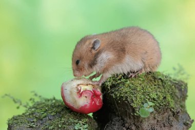 Bir Campbell cüce hamster yosun kaplı zemine düşen bir su elmasını yiyor. Bu kemirgenin bilimsel adı Phodopus kampbelli..