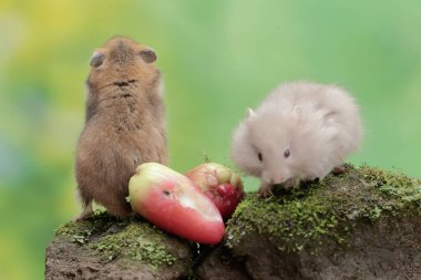 İki Campbell cüce hamsterı yosun kaplı zemine düşen bir su elmasını yiyorlar. Bu kemirgenin bilimsel adı Phodopus kampbelli..