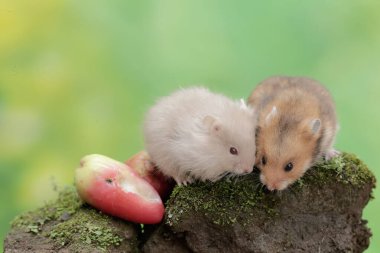 İki Campbell cüce hamsterı yosun kaplı zemine düşen bir su elmasını yiyorlar. Bu kemirgenin bilimsel adı Phodopus kampbelli..