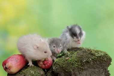 Üç Campbell cüce hamsterı yere düşen olgun bir su elmasını yiyorlar. Bu kemirgenin bilimsel adı Phodopus kampbelli..