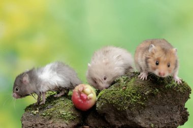 Three Campbell dwarf hamsters are eating a ripe water apple that fell to the ground. This rodent has the scientific name Phodopus campbelli. clipart