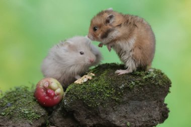 İki Campbell cüce hamsterı yosun kaplı zemine düşen bir su elmasını yiyorlar. Bu kemirgenin bilimsel adı Phodopus kampbelli..