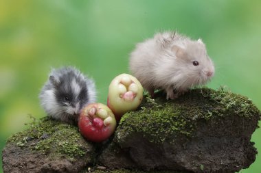 İki Campbell cüce hamsterı yosun kaplı zemine düşen bir su elmasını yiyorlar. Bu kemirgenin bilimsel adı Phodopus kampbelli..