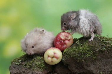 İki Campbell cüce hamsterı yosun kaplı zemine düşen bir su elmasını yiyorlar. Bu kemirgenin bilimsel adı Phodopus kampbelli..