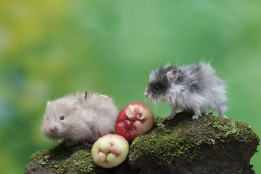 İki Campbell cüce hamsterı yosun kaplı zemine düşen bir su elmasını yiyorlar. Bu kemirgenin bilimsel adı Phodopus kampbelli..