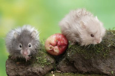 İki Campbell cüce hamsterı yosun kaplı zemine düşen bir su elmasını yiyorlar. Bu kemirgenin bilimsel adı Phodopus kampbelli..