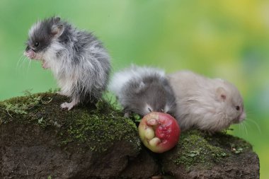 Üç Campbell cüce hamsterı yere düşen olgun bir su elmasını yiyorlar. Bu kemirgenin bilimsel adı Phodopus kampbelli..