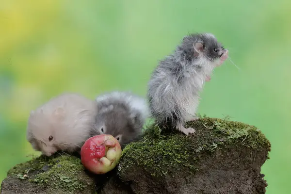 stock image Three Campbell dwarf hamsters are eating a ripe water apple that fell to the ground. This rodent has the scientific name Phodopus campbelli.