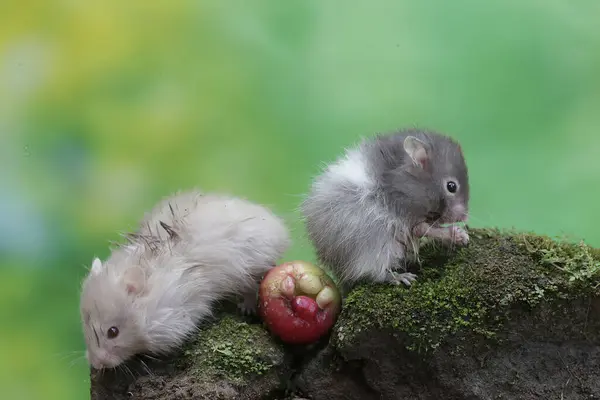 stock image Two Campbell dwarf hamsters are eating a water apple that fell on the moss-covered ground. This rodent has the scientific name Phodopus campbelli.