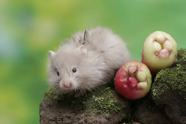 stock image A Campbell dwarf hamster is eating a water apple that fell on the moss-covered ground. This rodent has the scientific name Phodopus campbelli.