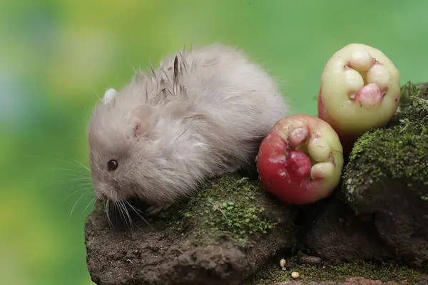 stock image A Campbell dwarf hamster is eating a water apple that fell on the moss-covered ground. This rodent has the scientific name Phodopus campbelli.