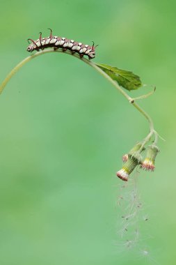 Sıradan bir karga tırtılının güzel ve zarif görünüşü. Bu tırtıl Euploea çekirdeğine dönüşecek..