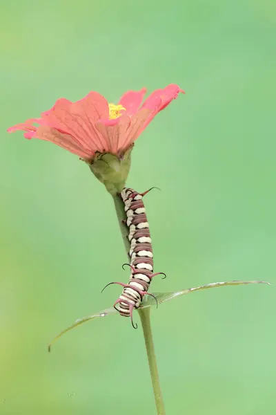 stock image The beautiful and graceful appearance of the common crow caterpillar. This caterpillar will metamorphose into a Euploea core butterfly.