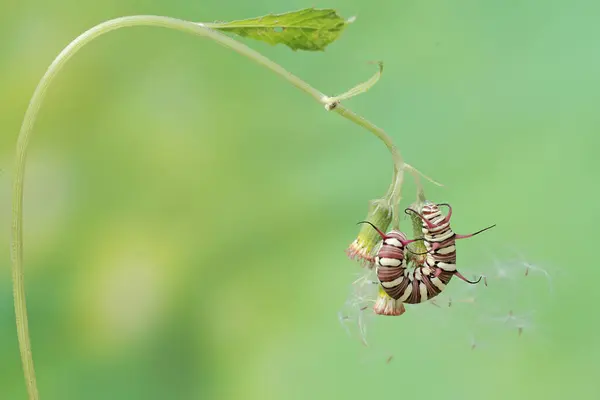 stock image The beautiful and graceful appearance of the common crow caterpillar. This caterpillar will metamorphose into a Euploea core butterfly.