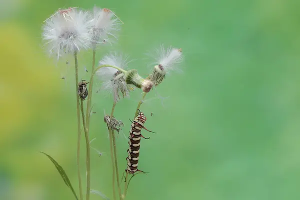 stock image The beautiful and graceful appearance of the common crow caterpillar. This caterpillar will metamorphose into a Euploea core butterfly.