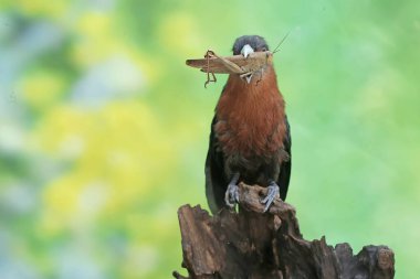 A young chestnut-breasted malkoha is preying on a grasshopper. This beautifully colored bird has the scientific name Phaenicophaeus curvirostris. clipart