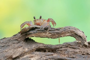 A Kuhl's ghost crab is preying on a baby skink. This crab has the scientific name Ocypode kuhlii. clipart