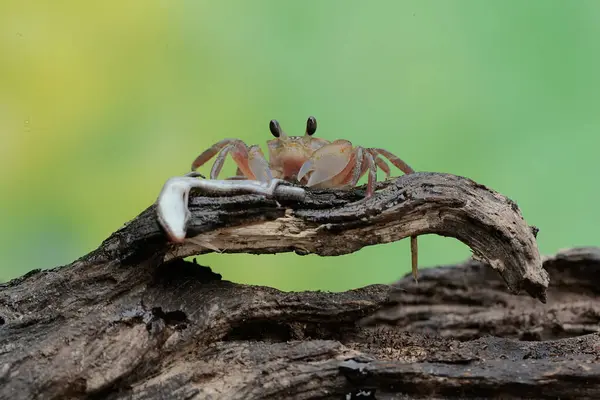 stock image A Kuhl's ghost crab is preying on a baby skink. This crab has the scientific name Ocypode kuhlii.