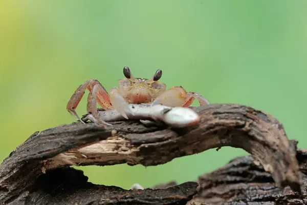 stock image A Kuhl's ghost crab is preying on a baby skink. This crab has the scientific name Ocypode kuhlii.